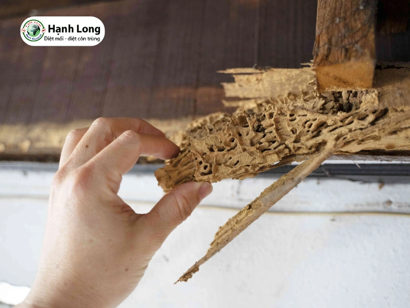 diệt mối tủ bếp