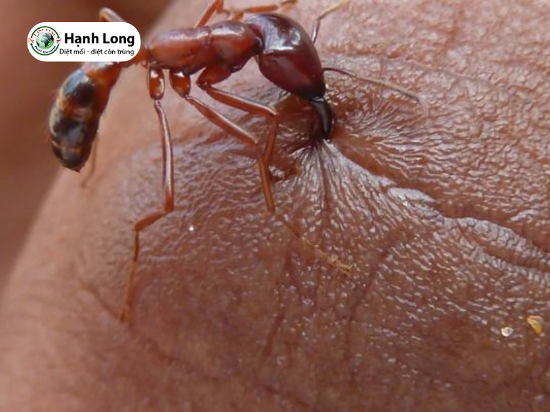 Mối có cắn không? Khi nào chúng trở nên nguy hiểm