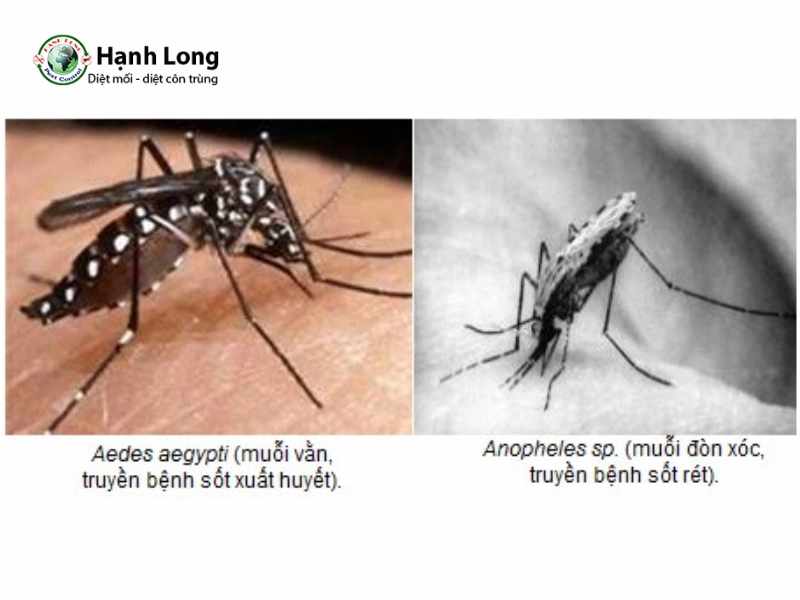muỗi vằn và muỗi anophen