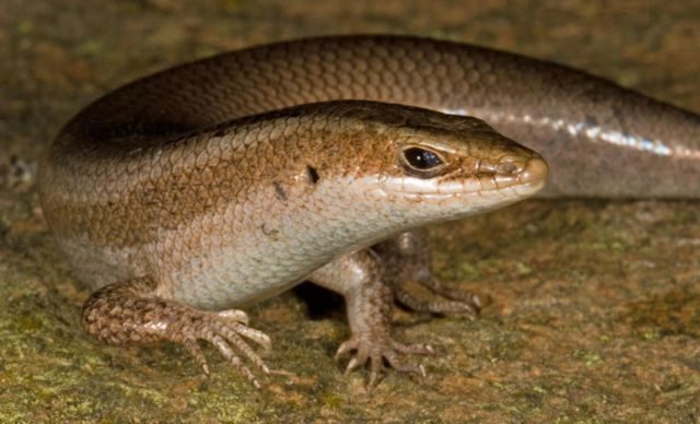 Rắn mối vào nhà có điềm gì