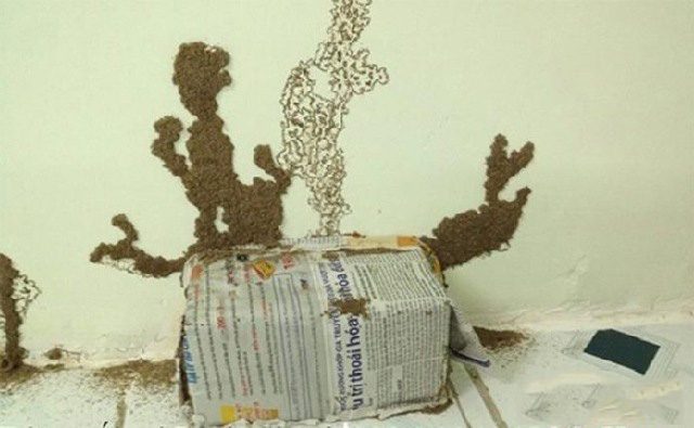 Nên làm gì khi hộp nhử mối không hiệu quả