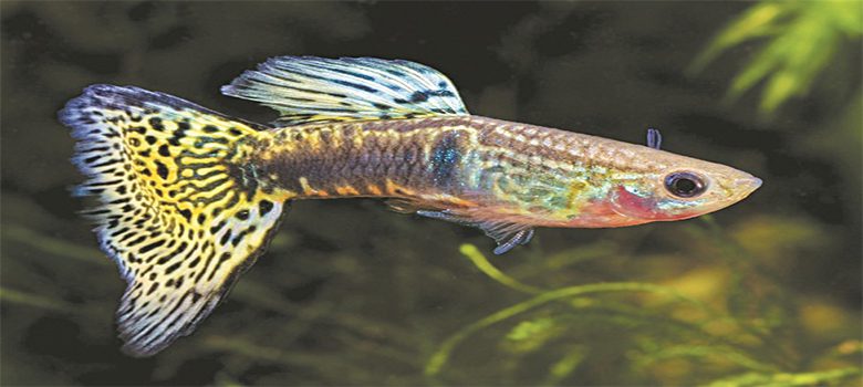 Cá ăn ấu trùng muỗi