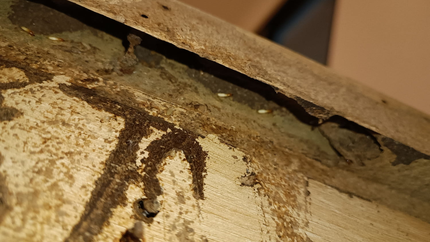 Diệt Mối Tận Gốc Tại Đắk Lắk