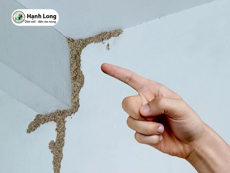 tổ mối đất trong nhà tốt hay xấu