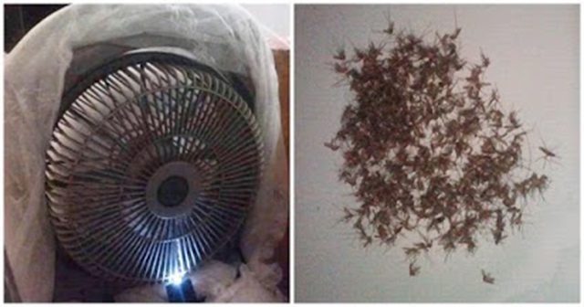 TOP 4 Cách bẫy muỗi hiệu quả tại nhà bạn nên thử