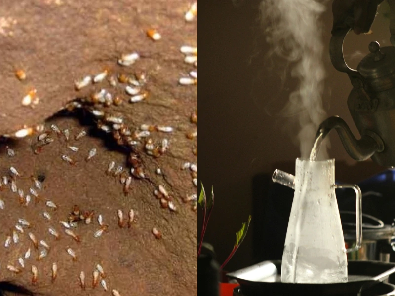 cách bắt mối chúa