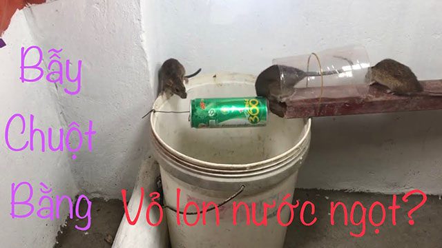 Cách bẫy chuột 3