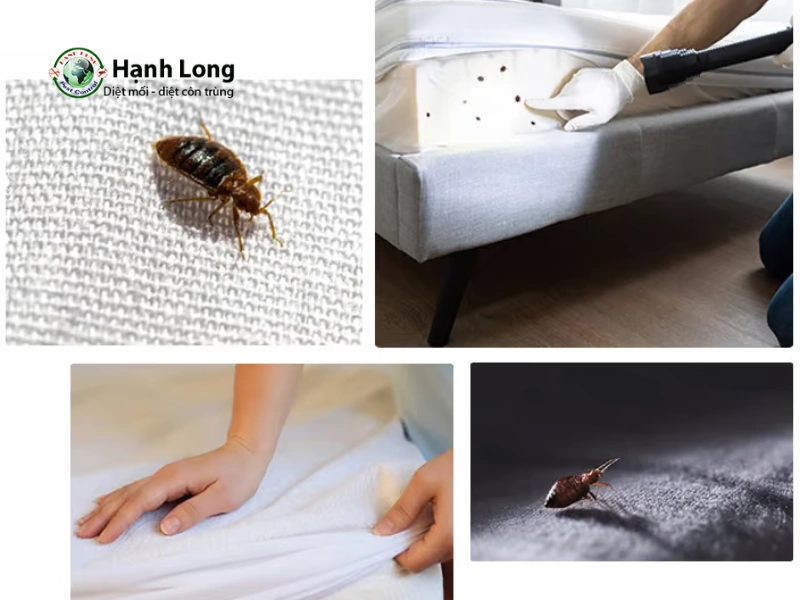 diệt rệp giường tận gốc diệt rệp giường tận gốc