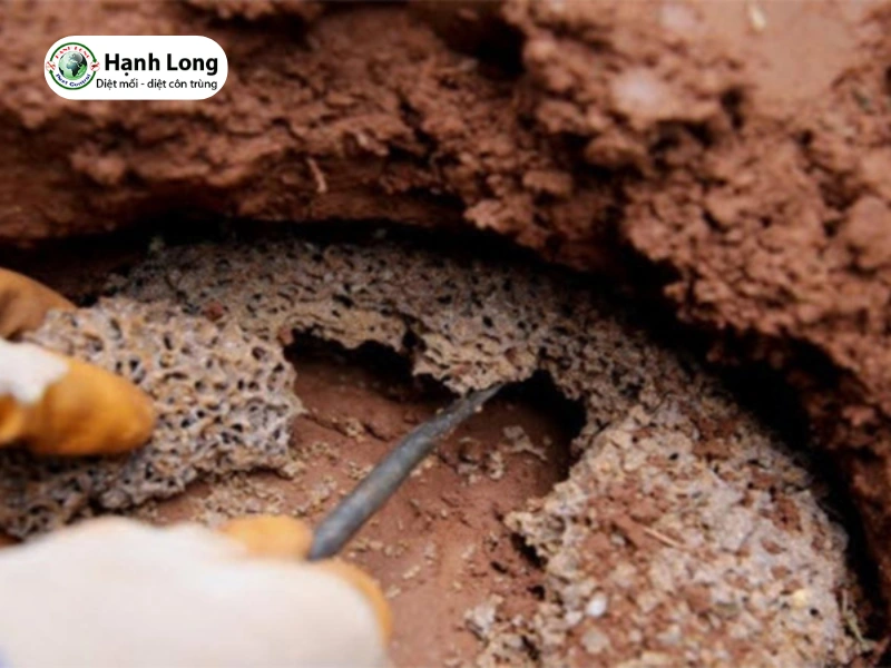 nguyên nhân gây mối mọt