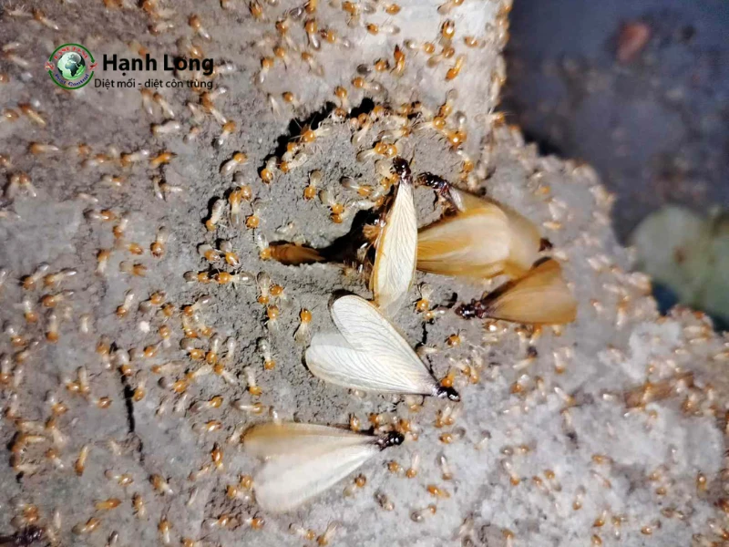 thuốc diệt mối cánh