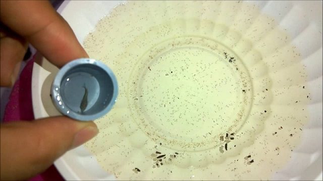 Vòng đời của muỗi 4