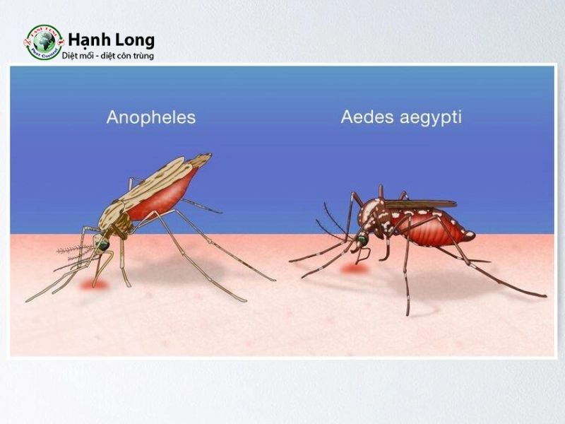 muỗi vằn và muỗi anophen