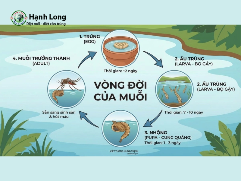 diệt muỗi ở giai đoạn nào là hiệu quả nhất diệt muỗi ở giai đoạn nào là hiệu quả nhất