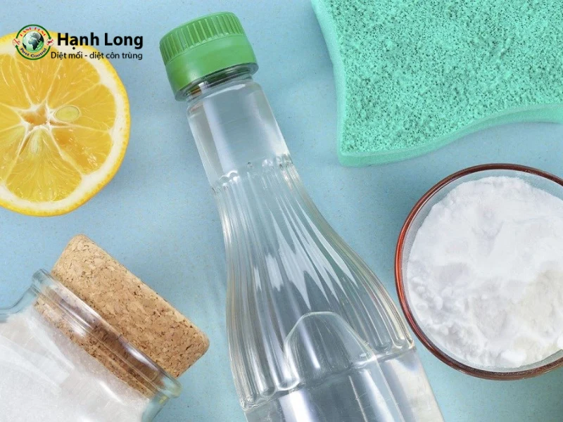 diệt mối trong nhà