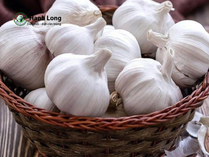 diệt côn trùng tại nhà