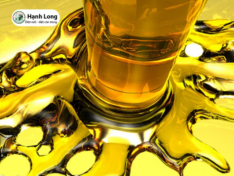 nguyên nhân mối mọt