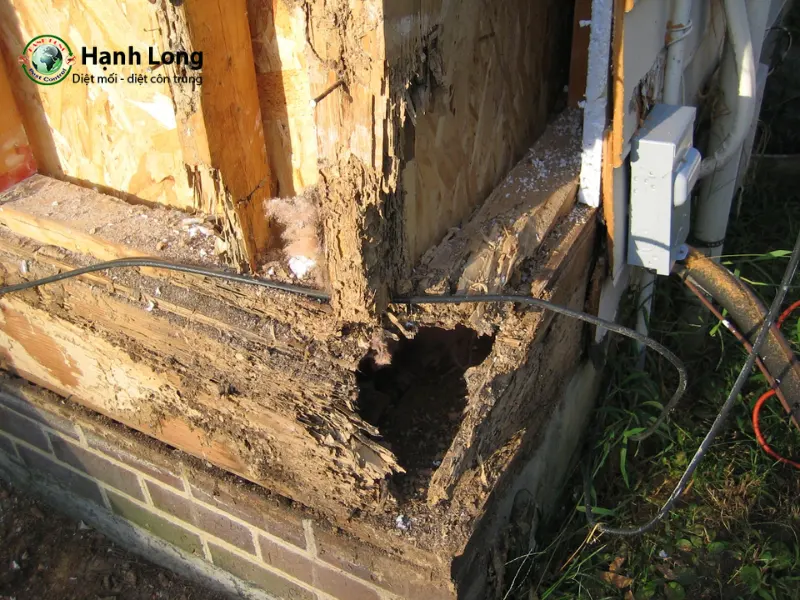 10 cách diệt mối làm tổ trong nhà an toàn, bảo vệ sức khỏe