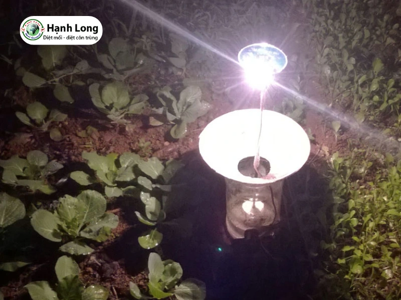 cách dụ mối chúa