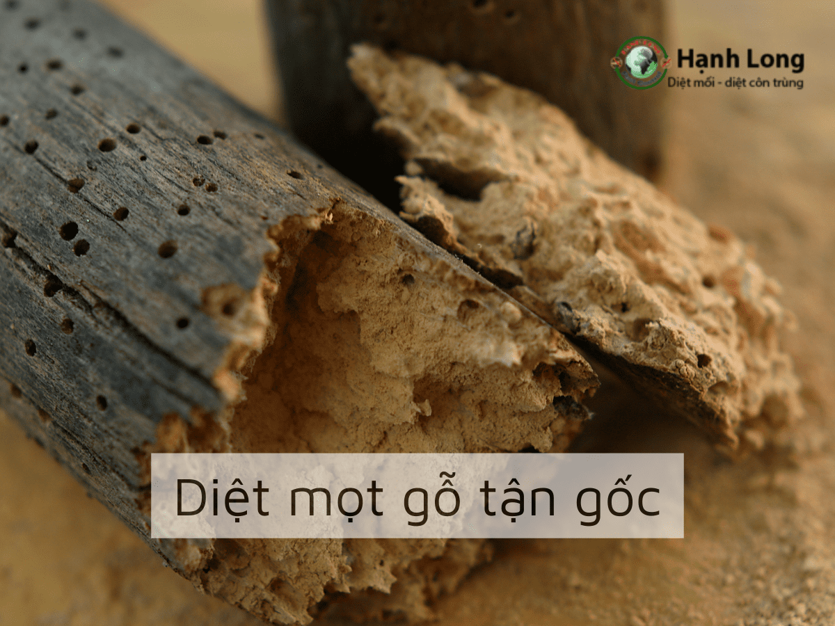 Quy trình diệt mọt gỗ tận gốc