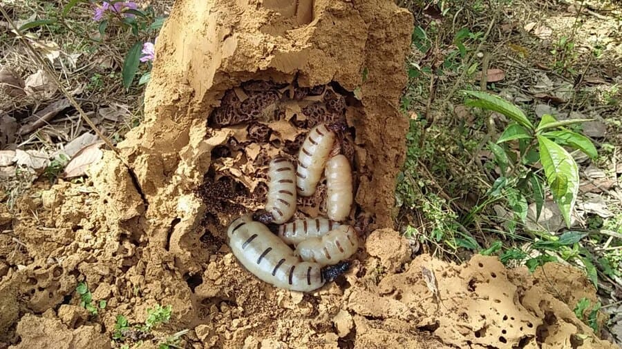 Hình ảnh đất tổ mối