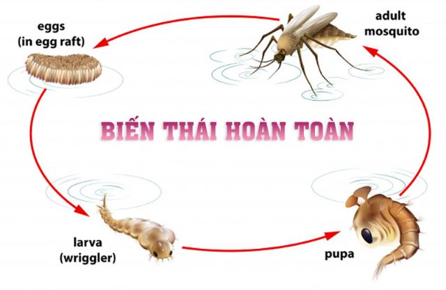 Côn trùng là gì 4