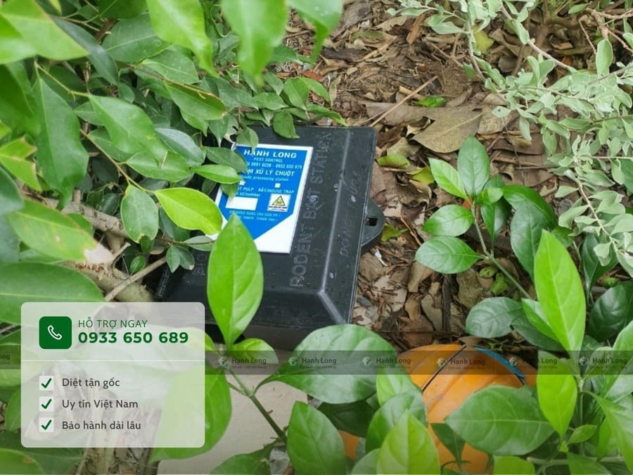 Dịch vụ diệt chuột tại TPHCM