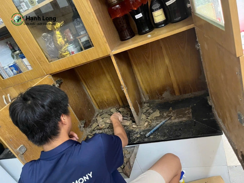 công ty diệt mối quận 8