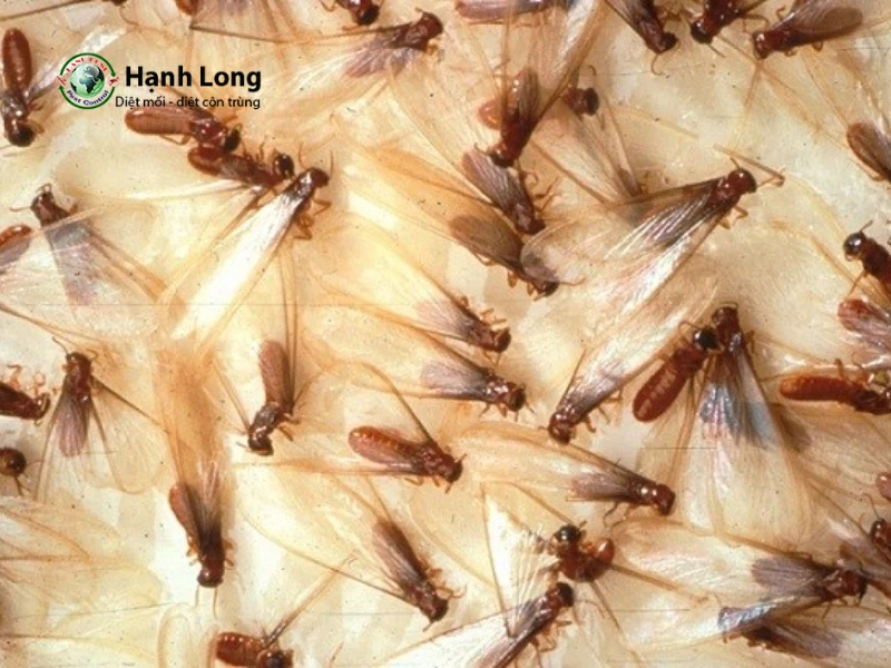 dấu hiệu nhà có mối