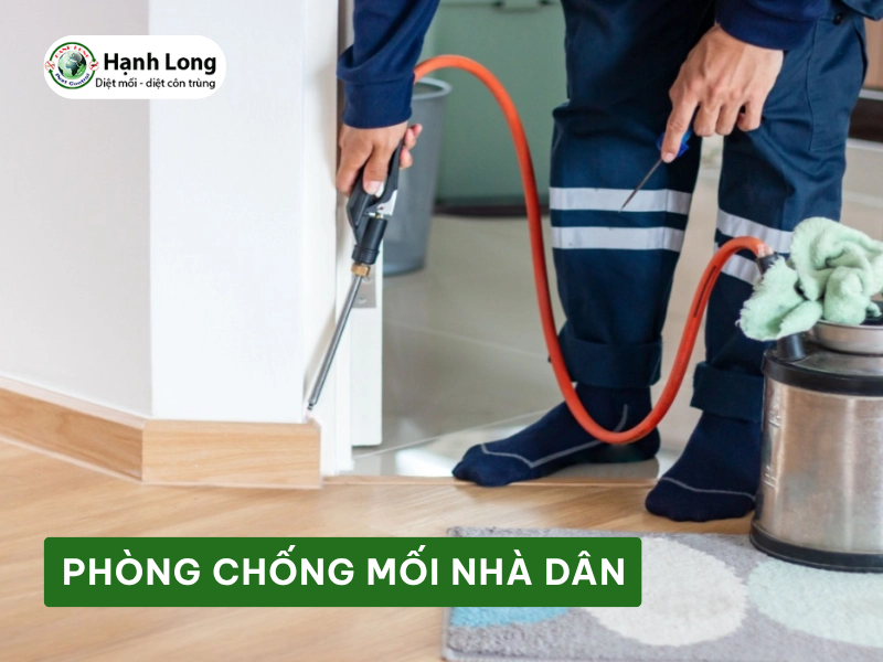 Dịch vụ Phòng chống mối nhà dân