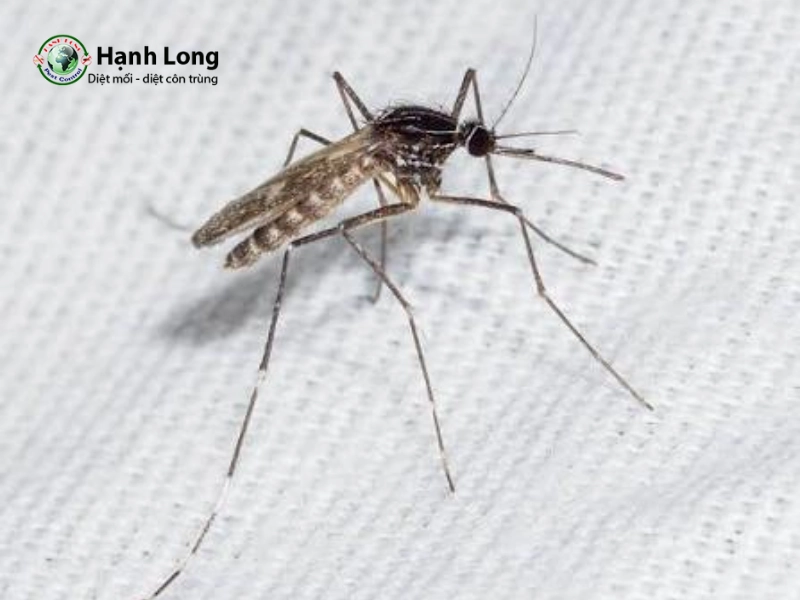 Muỗi Orthopodomyia