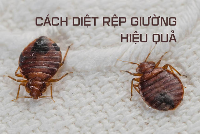 Cách phát hiện rệp giường