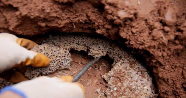 Tại sao nhà có mối? Lý do khiến nhà mới xây xong đã xuất hiện mối