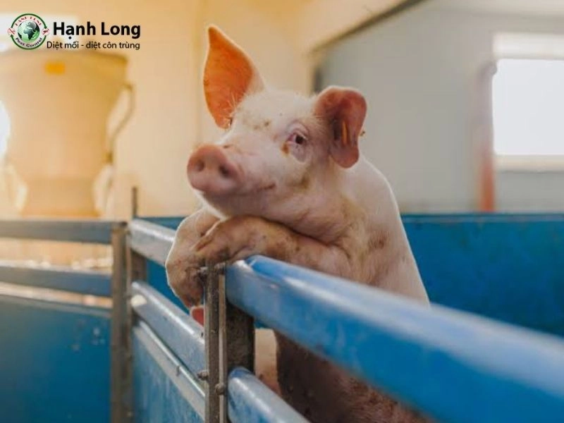 cách diệt muỗi chuồng trại