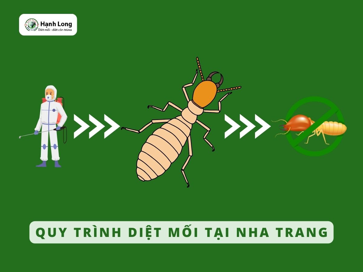 Quy trình diệt mối tại Nhà Trang