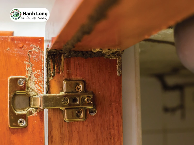 cách diệt mối trong cửa gỗ