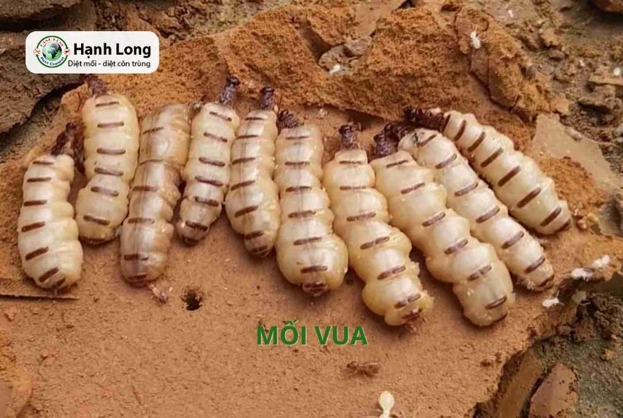 Mối vua và mối chúa