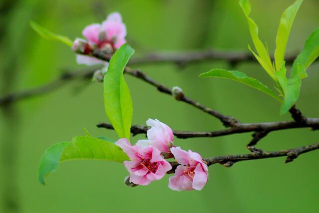 Cách trị gián trong tủ quần áo bằng lá đào tươi