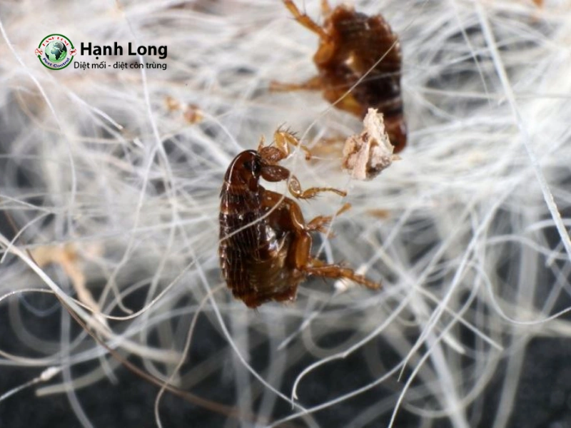 dịch vụ diệt bọ chét tại nhà dịch vụ diệt bọ chét tại nhà