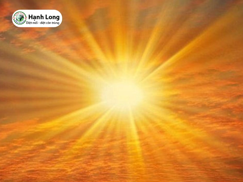 cách diệt mối trong cửa gỗ