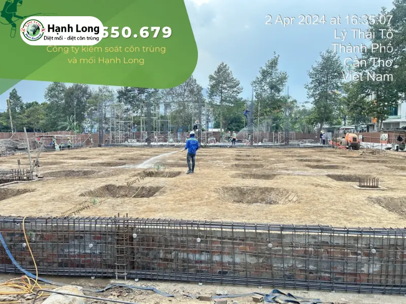 phân biệt mối đất và mối gỗ