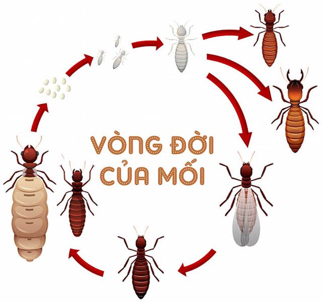 Vòng đời của mối cánh