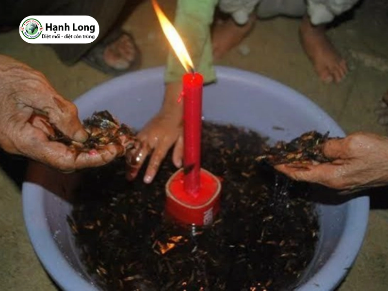 hình ảnh con mối có cánh