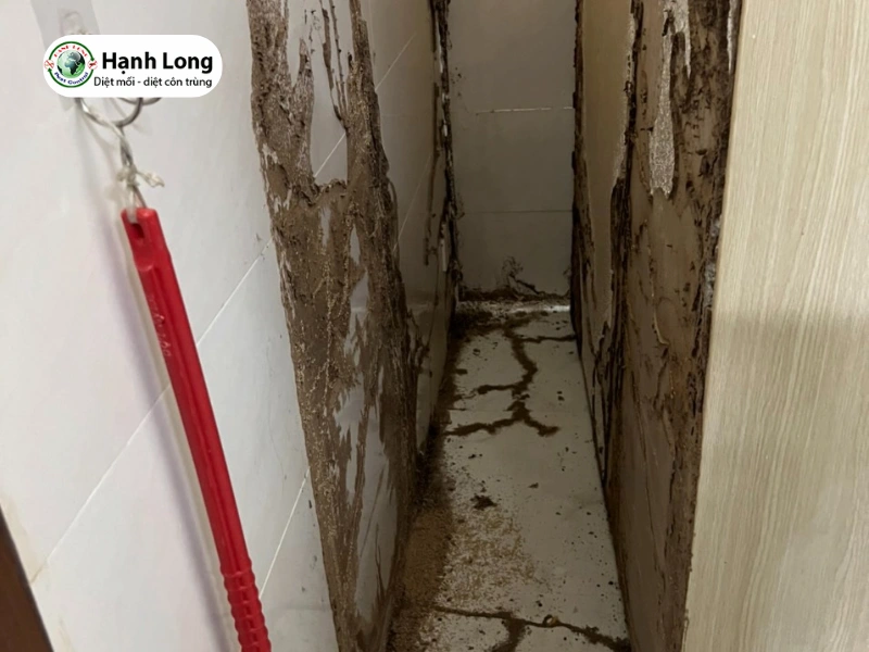 dịch vụ diệt mối quận 6 dịch vụ diệt mối quận 6