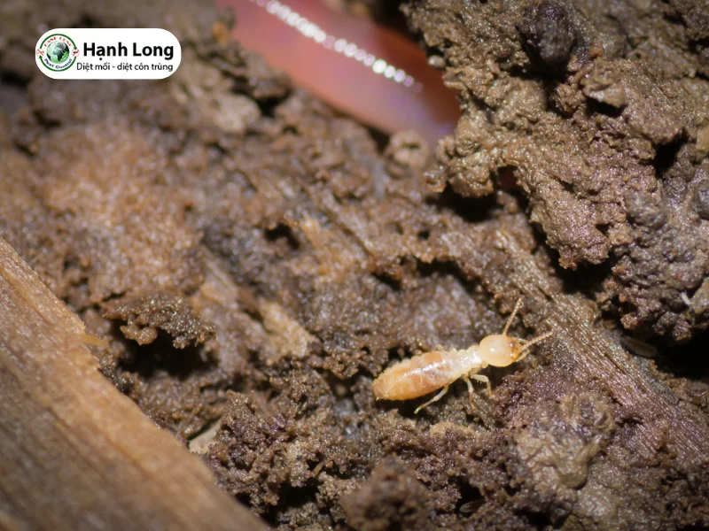 Tìm hiểu về mối đất: Dấu hiệu và 5 cách diệt mối đất nhanh