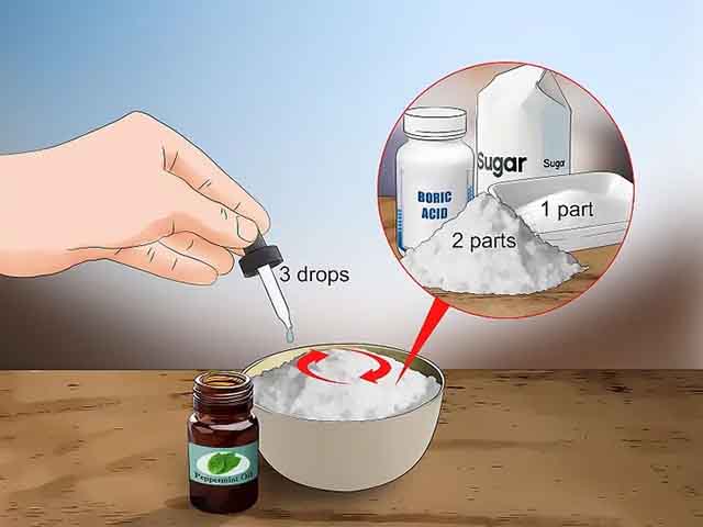 Tự chế thuốc đuổi gián với đường bột và borax hàn the