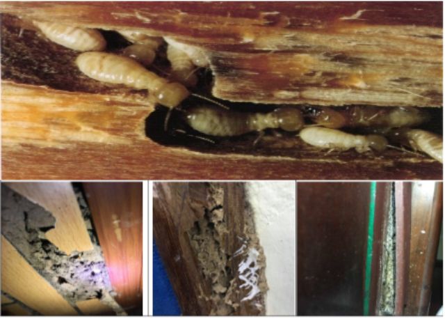 Côn trùng là gì 7