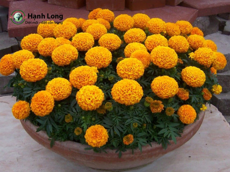 cây đuổi muỗi