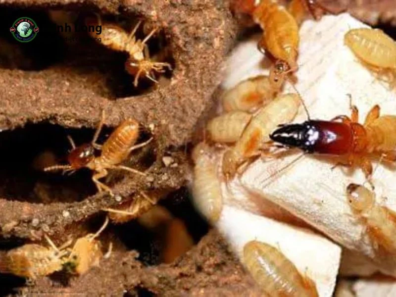 diệt mối sinh học