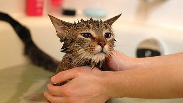 Cách diệt bọ chét trên vật nuôi