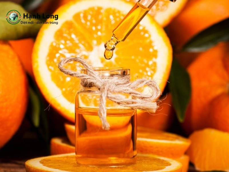 cách trị mọt gỗ tại nhà